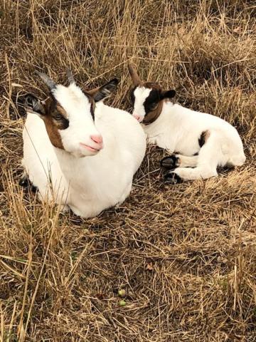 Le Domaine De La Petite Chevre Villa Ploumagoar Bagian luar foto