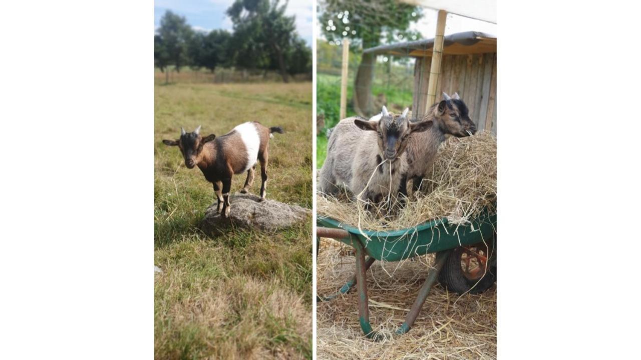 Le Domaine De La Petite Chevre Villa Ploumagoar Bagian luar foto